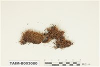 藏品(曲尾苔科)的圖片